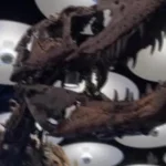 Dinosauro 67 milioni anni venduto all'asta a New York