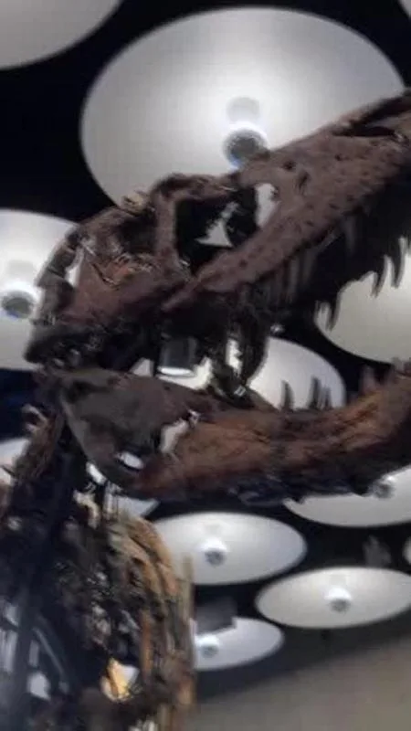 Dinosauro 67 milioni anni venduto all'asta a New York