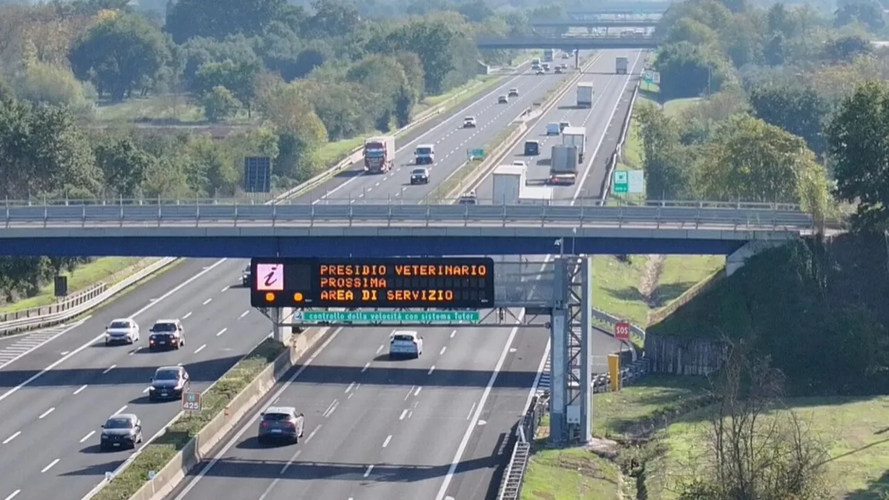 Sicurezza animali in viaggio e adozioni responsabili